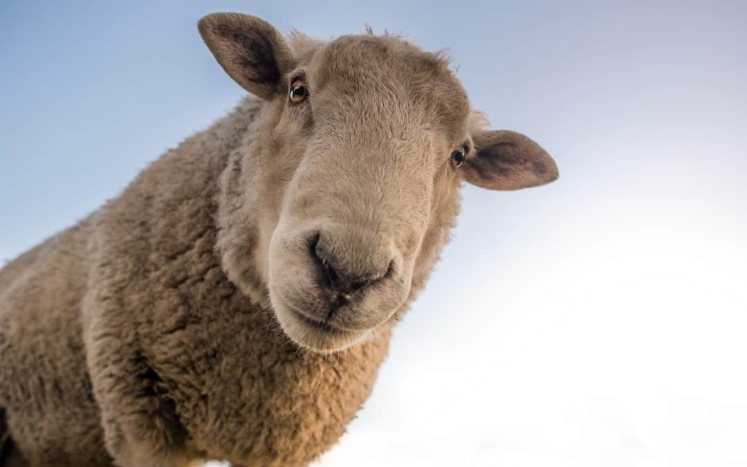 Redyk Karpacki, tradycyjny spęd owiec